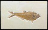 Beautiful, Diplomystus Fossil Fish - Wyoming #58769-1